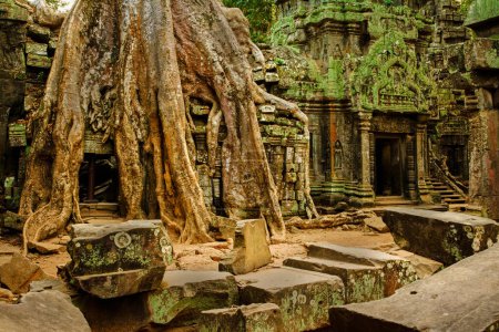 Photo for Ficus Strangulosa tree growing over a doorway in the ancient ruins of Ta Prohm at the Angkor Wat site in Cambodia, Asia - Royalty Free Image