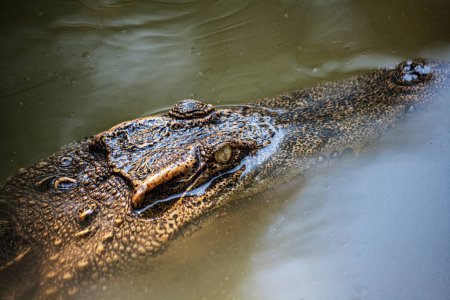 Téléchargez les photos : Le crocodile siamois (Crocodylus siamensis) est un crocodile d'eau douce originaire d'Indonésie (Bornéo et peut-être Java), du Brunei, de Malaisie orientale, du Laos, du Cambodge, de Birmanie, de Thaïlande et du Vietnam. L'espèce est gravement menacée - en image libre de droit