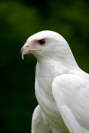 Photo for Close up of a partial albinism Red Tailed Hawk  Buteo jamaicensis - Royalty Free Image