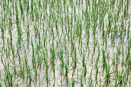 Photo for Newly planted rice paddies growing in southeast China, East Asia - Royalty Free Image