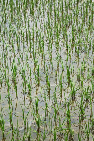Foto de Recién plantados arrozales creciendo en el sureste de China, Asia Oriental - Imagen libre de derechos