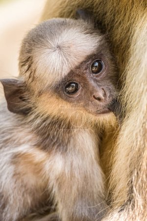 Photo for Infant Gray Langur Monkey  Presbytis entellus nursing with its mother at the Ranthambore National Park in Rajastan India. Asia, And is regarded as sacred in Hinduism - Royalty Free Image