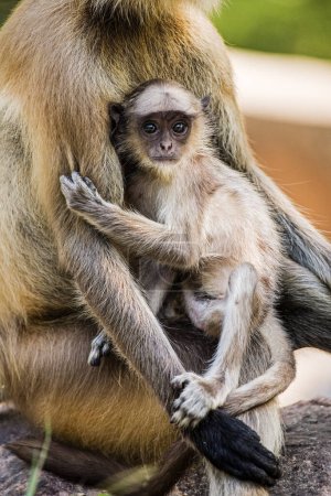 Téléchargez les photos : Langur Monkey Presbytis entellus se blottit avec sa mère au parc national de Ranthambore, au Rajastan, en Inde, en Asie - en image libre de droit