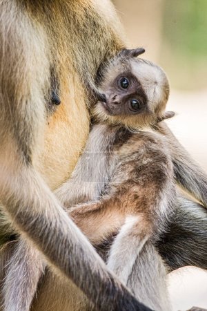 Téléchargez les photos : Nourrisson Langur Gray Monkey Presbytis entellus allaite avec sa mère au parc national de Ranthambore dans le Rajastan en Inde. Asie, et est considéré comme sacré dans l'hindouisme - en image libre de droit