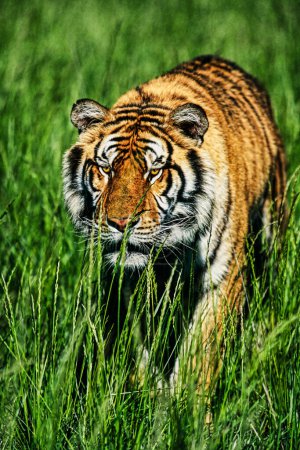 Téléchargez les photos : Gros plan d'un tigre du Bengale (Panthera tigris tigris) traquant ses proies à travers l'herbe - en image libre de droit