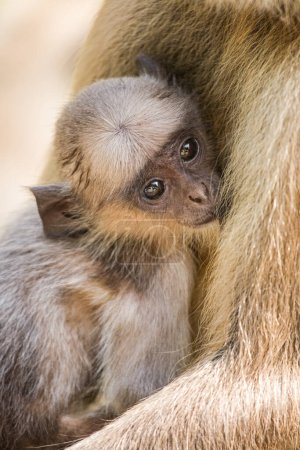 Foto de Infant Gray Langur Monkey Presbytis entellus amamantando con su madre en el Parque Nacional Ranthambore en Rajastan India. Asia, Y es considerado sagrado en el hinduismo - Imagen libre de derechos