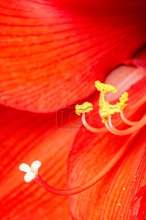 Photo for Close up of Amaryllis  (Hippeastrum hydrid)  showing the Pistil and Stamens with copy space - Royalty Free Image