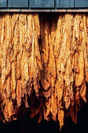 Photo for Tobacco leaves hanging to dry in a barn in South Carolina, USA, North America with copy space - Royalty Free Image