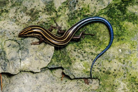 Photo for The (American) Five-lined Skink (Eumeces fasciatus) is one of the most common lizards in the eastern USA, North America with copy space - Royalty Free Image