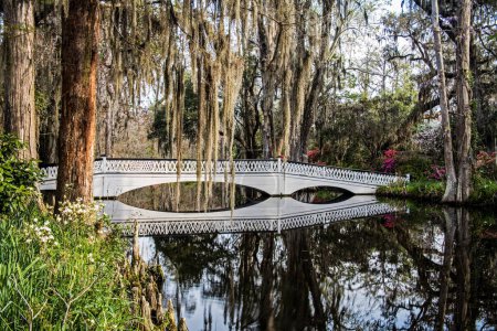 Téléchargez les photos : Plantation de Magnolia et ses jardins près de Charleston, Caroline du Sud avec des azalées printanières fleurissant sur une ancienne plantation, États-Unis, Amérique du Nord - en image libre de droit