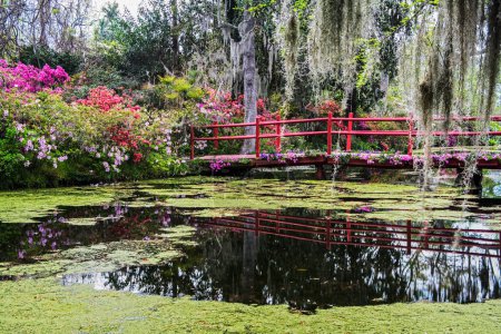 Téléchargez les photos : Plantation de Magnolia et ses jardins près de Charleston, Caroline du Sud avec des azalées printanières fleurissant sur une ancienne plantation, États-Unis, Amérique du Nord - en image libre de droit