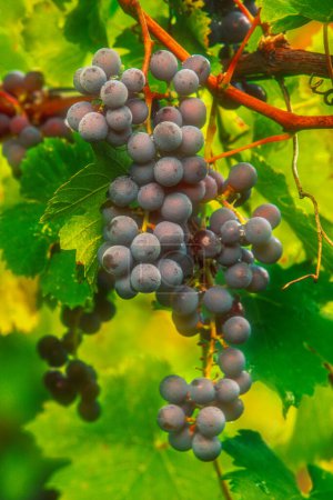 Photo for Grapes growing in a vineyard in central Indiana, with copy space, USA, North America - Royalty Free Image