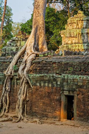 Téléchargez les photos : Ficus Strangulosa arbre poussant sur une porte dans les ruines antiques de Ta Prohm sur le site Angkor Wat au Cambodge, Asie du Sud-Est - en image libre de droit