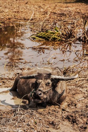 Téléchargez les photos : Water Buffalo se nourrit dans les rizières du nord de l'île de Luxon aux Philippines - en image libre de droit