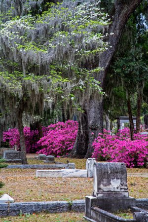 Photo for The beautiful grounds of the Bonaventure Cemetery in Savannah Georgia, USA, North America with copy space - Royalty Free Image