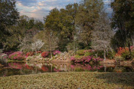 Foto de Magnolia Plantation and its Gardens near Charleston, South Carolina with Spring Azaleas blooming on an old plantation, USA, North America - Imagen libre de derechos