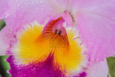 Foto de Hermosas orquídeas púrpuras con vegetación desenfocada en el fondo con espacio de copia - Imagen libre de derechos