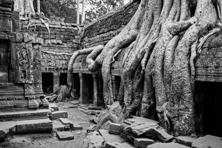 Téléchargez les photos : Photographie d'Art Noir et Blanc de Ficus Strangulosa poussant sur une porte dans les ruines antiques de Ta Prohm sur le site d'Angkor Wat au Cambodge - en image libre de droit