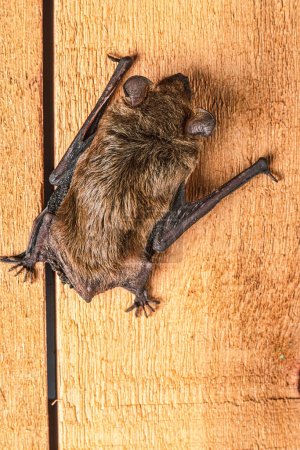 Foto de Big Brown Bat (Eptesicus fuscus) descansando en un granero rural en el centro de Indiana, EE.UU., América del Norte con espacio para copiar - Imagen libre de derechos