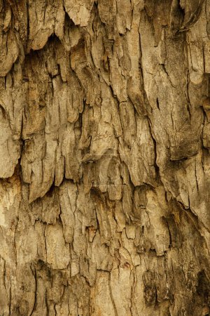 Foto de Primer plano del patrón y la textura del Hickory Snagbark, Carya ovata ubicada en el este de Estados Unidos, América del Norte - Imagen libre de derechos