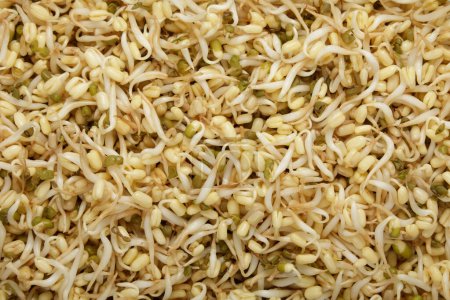 Photo for Close up Flat lay or Top Down of Mung Bean Sprouts with copy space - Royalty Free Image