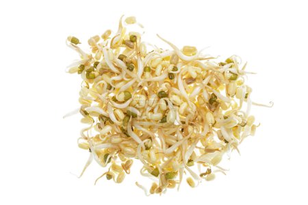 Photo for Close up of healthy Bean Sprouts isolated on a white backgrond with copy space - Royalty Free Image