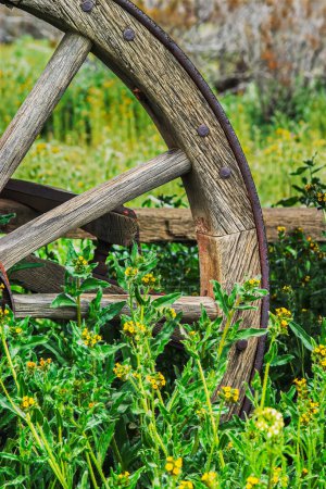Téléchargez les photos : Ancienne roue Wagon rustique dans un champ rural de fleurs jaunes avec espace de copie - en image libre de droit