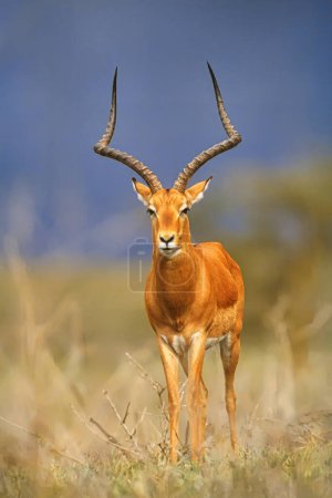 Foto de Hombre Impala Aepyceros melampus en la reserva de caza de Masia Mara, Kenia, África con espacio para copiar - Imagen libre de derechos