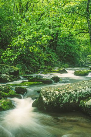 Téléchargez les photos : Cosby Creek au début de l'été Parc national des Grandes Montagnes, Tennessee, Amérique du Nord avec espace de copie - en image libre de droit