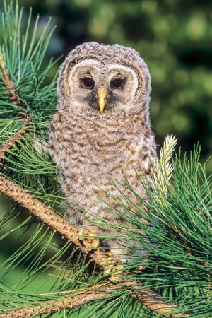 Foto de Baby Barred Owlet, Strix varia, encaramado en un pino de Virginia - Imagen libre de derechos