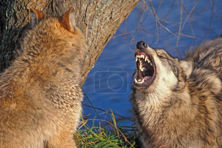 Foto de Alpha macho de Gray Wolf Canis lupus pack luchando por la dominación. - Imagen libre de derechos