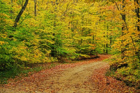 Téléchargez les photos : Chemin de gravier menant à travers de belles couleurs d'automne dans le Kentucky, États-Unis, Amérique du Nord avec espace de copie - en image libre de droit