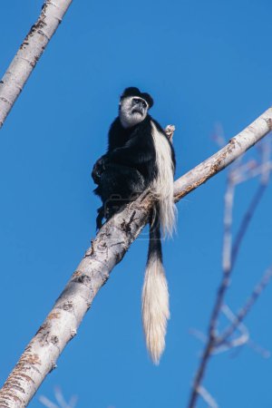 Foto de Kikuyu Colobus Monkey Colobus guereza kikuyuensis Originaria de Kenia al este del Valle del Riff, África con espacio para copias - Imagen libre de derechos