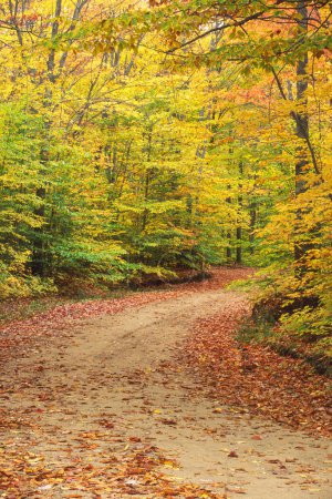 Foto de Camino de grava que conduce a través de hermosos colores de otoño en Kentucky, Estados Unidos, América del Norte con espacio para copias - Imagen libre de derechos