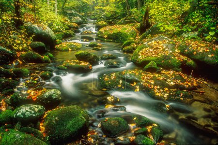 Foto de Otoño a lo largo del arroyo Roaring Fork Creek, Parque Nacional Great Smoky Mountains, Tennessee, Estados Unidos, Norteamérica con espacio para copias - Imagen libre de derechos