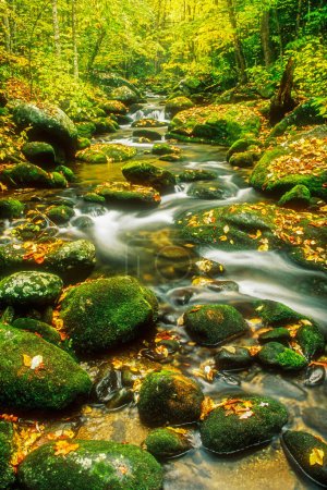 Téléchargez les photos : Automne le long du ruisseau Roaring Fork, parc national des Great Smoky Mountains, Tennessee, États-Unis, Amérique du Nord avec espace de copie - en image libre de droit