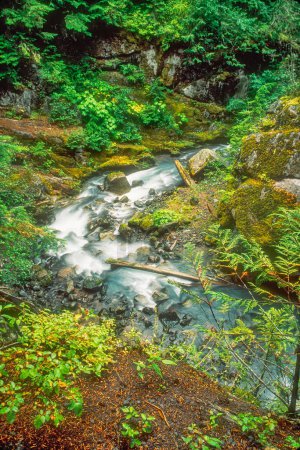 Téléchargez les photos : Vue le long du ruisseau Van Trump à Mt. Rainer National Park, État de Washington, Amérique du Nord - en image libre de droit