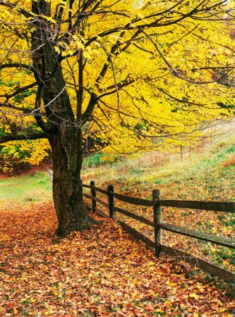 Foto de Hermoso paisaje rural de Cades Cove en el follaje de otoño, Parque Nacional Great Smoky Mountains, Tennessee, América del Norte con espacio para copiar - Imagen libre de derechos