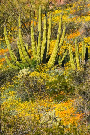 Foto de Paisaje del desierto de Organ Pipe Cactus National Monument, Arizona, con Brittlebush Gold Poppies y Organ Pipe Cactus, Desert Southwest, Estados Unidos, América del Norte - Imagen libre de derechos