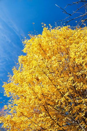 Foto de Brillantes colores otoñales se muestran en este árbol de arce en el campo del sur rural de Estados Unidos, América del Norte con espacio para copiar - Imagen libre de derechos