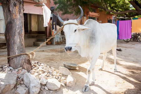 Photo for The Holy Cow in the Pink City in Rajasthan Jaipur India, South Asia with copy space - Royalty Free Image