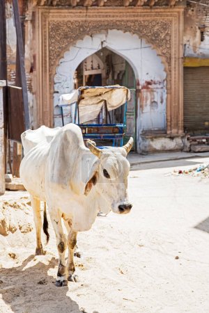 Foto de La vaca sagrada en la ciudad rosada en Rajasthan Jaipur India, Asia meridional con espacio de copia - Imagen libre de derechos