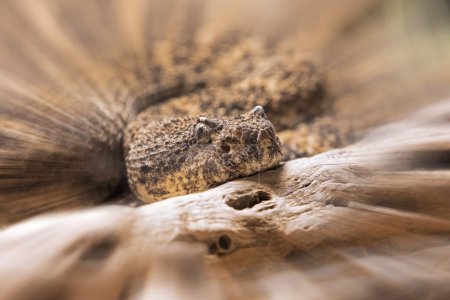 Foto de Serpiente de cascabel salpicada suroeste, Crotalus mitchelli pyrrhus es una víbora venenosa encontrada en el suroeste de Estados Unidos y noroeste de México con espacio para copias - Imagen libre de derechos