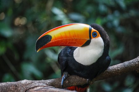 Photo for Toco Toucan Ramphastos It is found in semi-open habitats throughout a large part of central and eastern South America. Southern Brazil, South America, with copy space - Royalty Free Image
