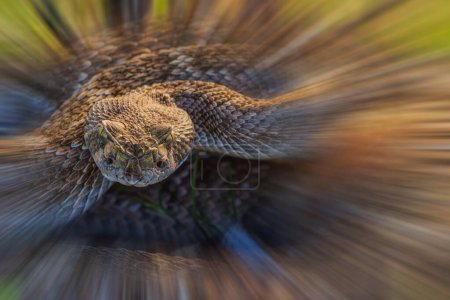 Foto de Serpiente de cascabel de Diamondback occidental (Crotalus atrox) nativa del suroeste de los Estados Unidos. Crece a una longitud de 6 pies. Con espacio de copia - Imagen libre de derechos