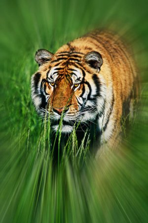 Téléchargez les photos : Gros plan d'un tigre du Bengale (Panthera tigris tigris) traquant ses proies à travers l'herbe avec espace de copie - en image libre de droit