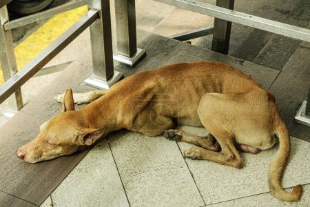 Foto de Perro callejero que vive en las calles de China Town, Metro Manila, Filipinas con espacio para copias Sureste Asiático - Imagen libre de derechos