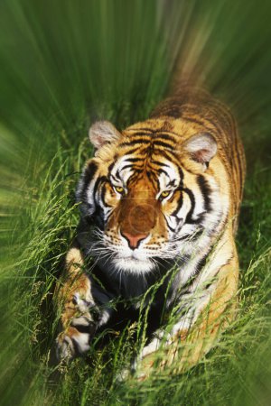 Foto de Tigre de Bengala Panthera tigris tigris atacando a través de la hierba con desenfoque de movimiento y espacio de copia - Imagen libre de derechos