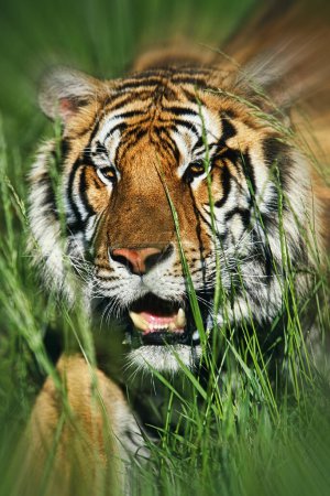 Téléchargez les photos : Tigre du Bengale Panthera tigris tigris attaquant à travers l'herbe avec flou de mouvement et copier l'espace - en image libre de droit