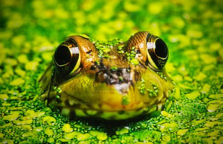 Foto de Green Frog (Rana clamitans melanota)  hiding in Duckweed - Imagen libre de derechos